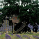 Illustration for article titled 13 Ingenious Treehouses That Go Out on a Limb